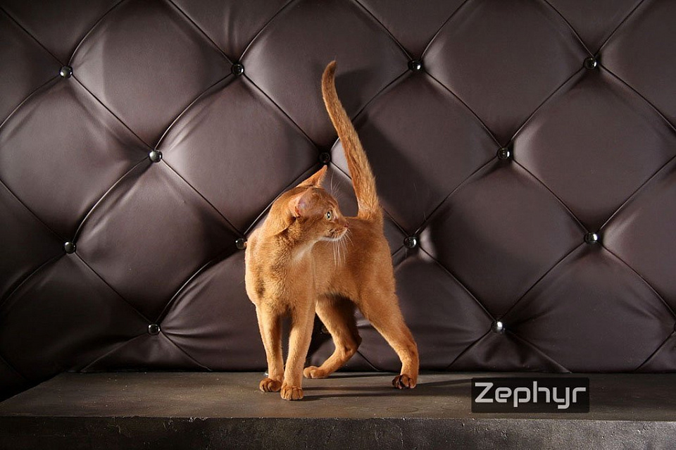 Фотография абиссинсккого кота «Зефира» соррель окраса из питомника «Зефир»