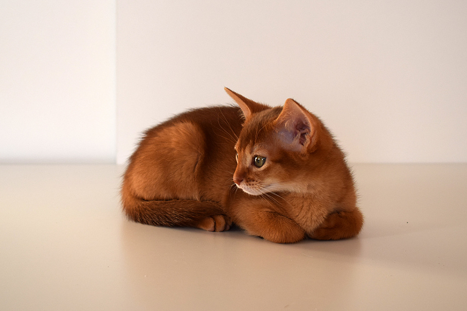 Изображение абиссинсккой кошки «Alisa of Zephyr» соррель окраса из питомника «Зефир»