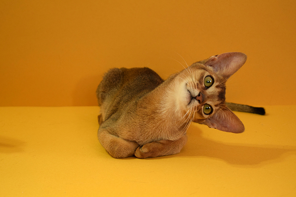 Изображение абиссинсккого кота «Zephyr ABY Martin» дикого окраса из питомника «Зефир»
