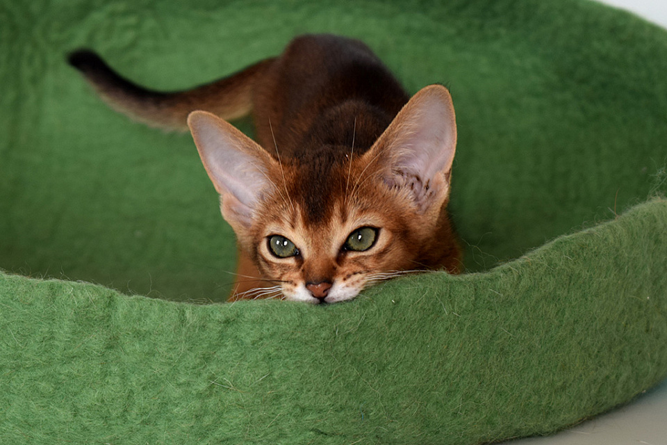 Изображение абиссинсккого кота «Батута» дикого окраса из питомника «Зефир»
