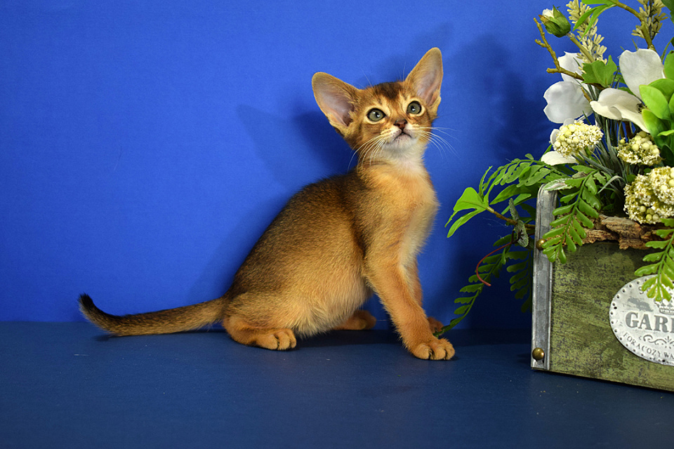 Фотокарточка абиссинсккой кошки «Zephyr ABY Mocha» дикого окраса из питомника «Зефир»