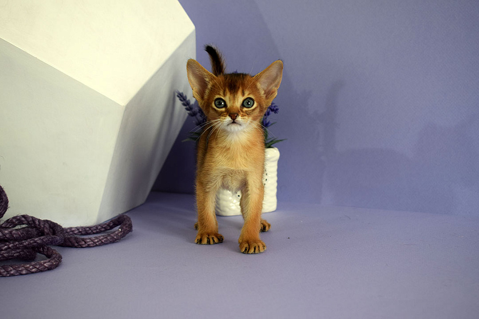 Фотография абиссинсккой кошки «ZEPHYR ABY VISHNYA» дикого окраса из питомника «Зефир»