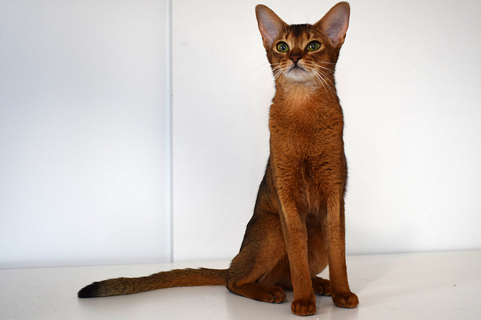 Фотография абиссинсккой кошки «Тайги» дикого окраса из питомника «Зефир»
