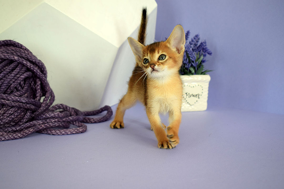 Фотокарточка абиссинсккой кошки «Zephyr ABY Elka» дикого окраса из питомника «Зефир»